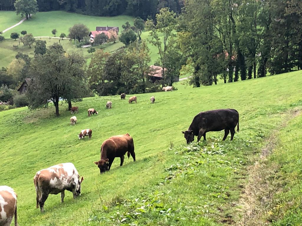 Bettina und Reto Steiner Hörnli-3