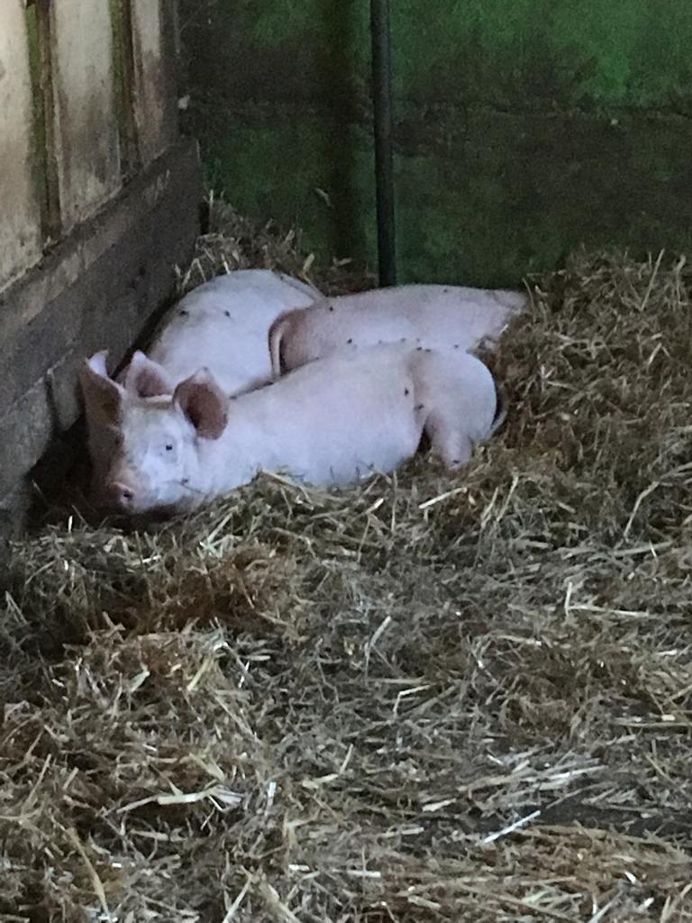 Bettina und Reto Steiner Hörnli-3