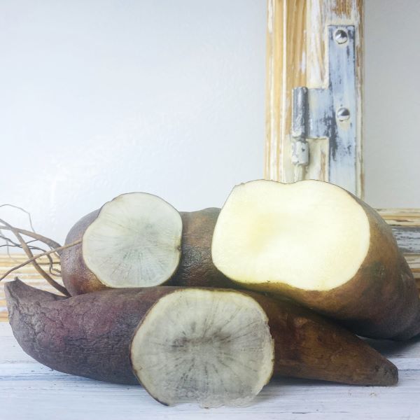 Yacon_frisch